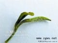 茶圈新势力 白茶也要做古董（图）