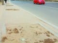 石家庄：市民期待马路旁 大树&ldquo;把根留住&rdquo;