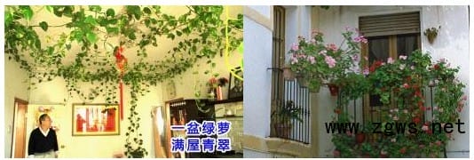 王仙民:立体绿化治理PM2.5