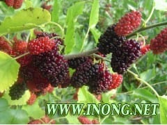 桑树苗、桑苗、果桑苗、桑椹苗、桑葚苗、果桑树苗、果树苗