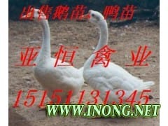 出售大种鹅苗四川白鹅白罗曼鹅苗价格