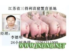 出售太湖母猪/苏太母猪/二元母猪