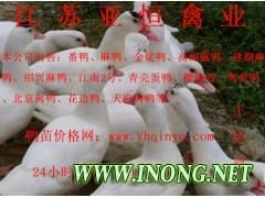 江苏鹅苗价格@赣州鹅苗价格@山东鹅苗价格@九江鹅苗价格