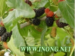 果桑苗 果桑苗价格 优质果桑苗批发