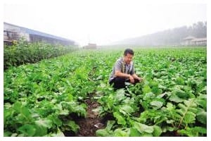 让温室大棚变成农业工厂