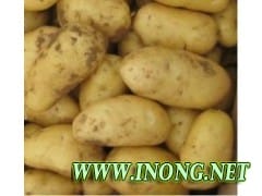 荷兰土豆招商