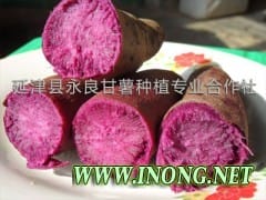 延津永良甘薯合作社大量供应紫菁2号