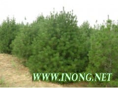 白皮松 1.5米高优质陕西白皮松树苗价格