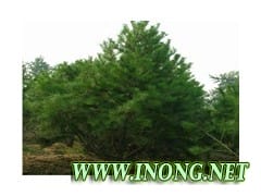 白皮松 2米高优质陕西白皮松树苗价格