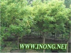 国槐树苗 4公分优质国槐小苗出售价格