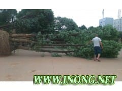 多杆香樟树，移植香樟树，再升香樟树，全冠香樟树
