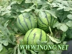 山东西瓜大量上市产地直销货源充足质优价廉