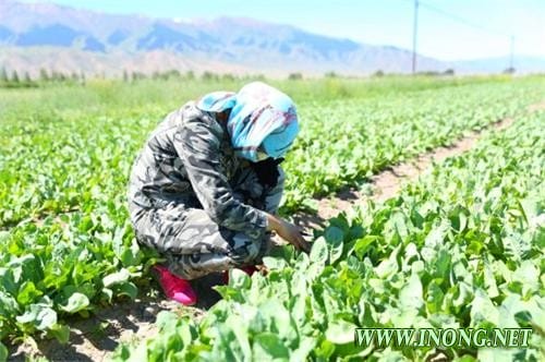 新疆哈密地区石人子乡种植中药材