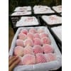 山东纸袋膜袋红星苹果大量上市价格