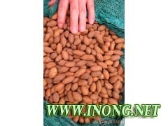 供应美国山核桃种子