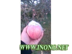 供应山西红富士苹果 纸袋红富士苹果价格 膜袋红富士苹果基地