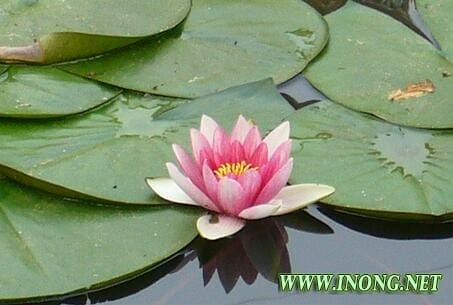 生态农业产业园 农民成功种植&ldquo;九品香&rdquo;水莲花