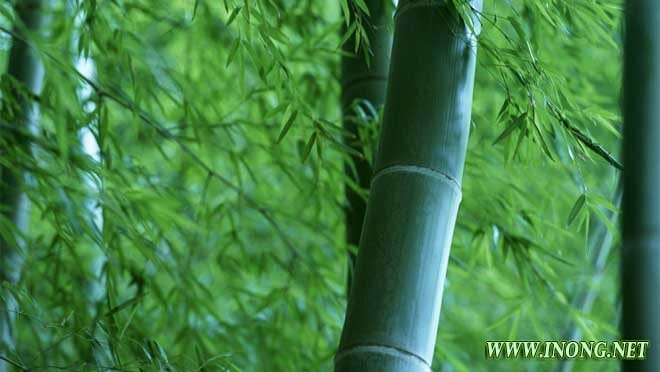 竹缠绕复合技术:让竹产业走出国门