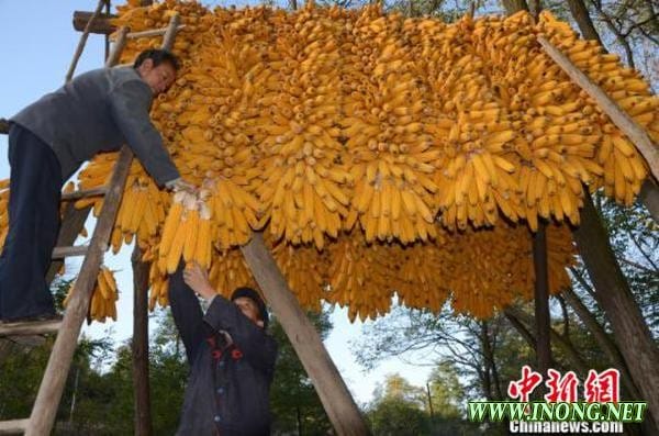 农业部：完善信贷担保 防止大面积长时间卖粮难
