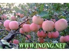 冷库红富士苹果最新价格