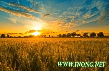 找准农业供给侧结构性改革的关键