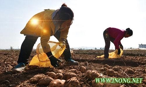 惠农助农玩电商 2017中国(滕州)网上马铃薯节即将开幕