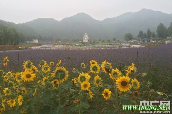 人间花海:乡村旅游寻求新的突破
