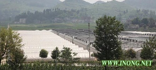 丰都包鸾镇:推进农业产业化发展 助推农户增收
