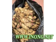 山东生姜价格 大黄姜基地批发