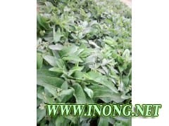 高钙牧草 俄罗斯饲料菜 每亩3万公斤牧草种子