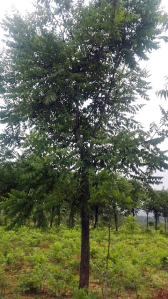 供应米径6-20公分栾树