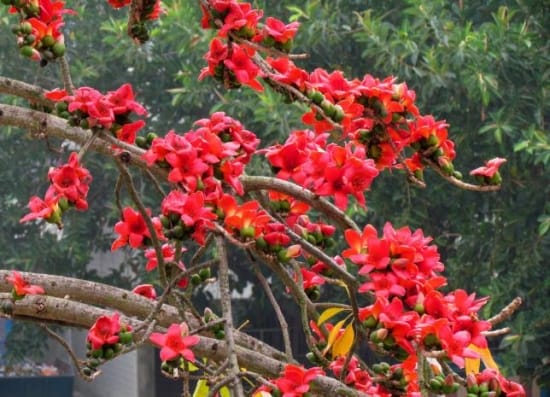 供应专业美丽木棉基地 大腹木棉苗木棉树简介